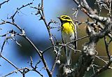 Townsend's Warbler